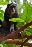 TANZANIA - Lake Manyara National Park - 03 Blu Monkey